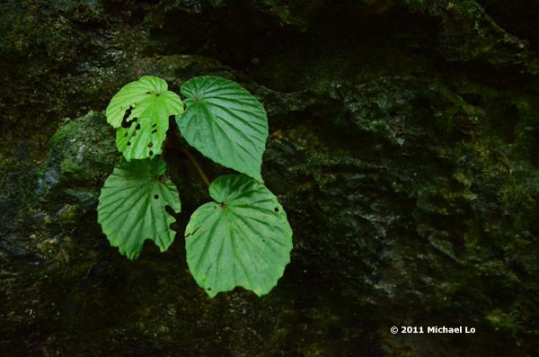 B. gomantongensis